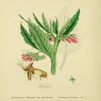Engleski botany common comfrey poster print James Sowerby