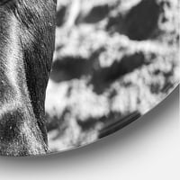 Designart 'crno-bijeli portret španskog Bika II' seoska kuća krug metalni zid Art-disk od 36