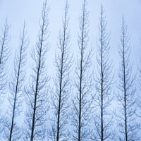 Island, Zlatni Krug. Linija drveća bez lišća zimi. Štampa postera Galerije Jaynes