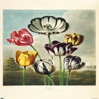 Tulipani iz Hrama Wallinskog plakata Flora, 14.725 22.375