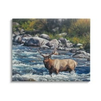 Stupell Industries prelaziti brzake Elk Wildlife Životinje i insekti Galerija slikanje zamotane platnene