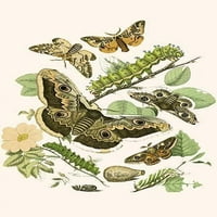 Štampa postera evropskih leptira i moljaca W. F. Kirby