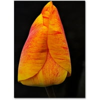 Zaštitni znak Likovna umjetnost savršeni crveni i žuti tulipan zidna umjetnost od platna Kurta Shaffera
