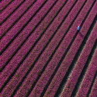Pogled iz zraka na polja tulipana u sjevernoj Holandiji, Holandija štampa postera Petera Adamsa