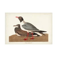 John James Audubon 'Crna glava galeb' platno Art