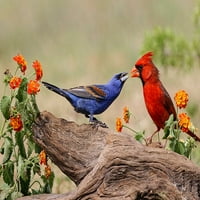 Plavi grosbeak i muški Sjeverni kardinal koji se bore protiv doline Rio Grande-štampa postera u Teksasu-Adam Jones