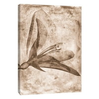 Slike, Sepia Cveće Inverzije 2, 16x20, ukrasna platna Zidna umjetnost
