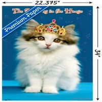 Keith Kimberlin - Kitten - Queen zidni poster, 22.375 34