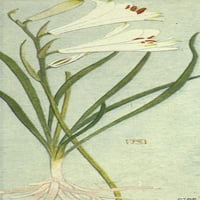 Alpska Flora Paradisia Liliastrum štampa postera Philippe Robert