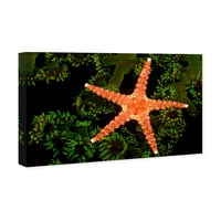 Wynwood Studio nautički i obalni zid umjetnosti platnene ispise 'zvijezde na Coralu David Fleetham' Morski život - narandžasta, zelena