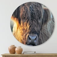 Designart 'Close Up of Scottish Cow On Moorland III' Farmhouse Circle Metal Wall Art-disk of 11