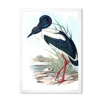 Designart 'Australian Vintage Birds I' Tradicionalni Uokvireni Umjetnički Print