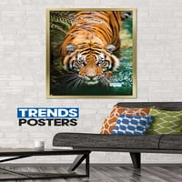 Tiger - vodeni zidni poster, 22.375 34