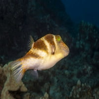 okrunjeni toby ili pufferfish, Canthigaster coronata, endemičan za Havajska ostrva. Štampanje postera Davida Fleethama