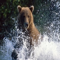 Punjenje Grizzly Prskanje Kroz Vodu Shelikof Ravno Katmai Nat Park Ljeto Southwest Alaska Poster Print